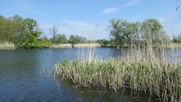 Paesaggio Fluviale Havel Primavera Salici Sulla Riva Regione Havelland Germania — Video Stock
