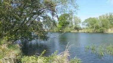 İlkbaharda Havel nehir manzarası. Kıyıdaki söğüt ağaçları. Almanya'da Havelland bölgesi.