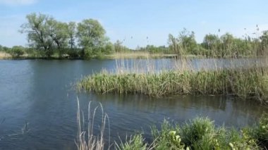 İlkbaharda Havel nehir manzarası. Kıyıdaki söğüt ağaçları. Almanya'da Havelland bölgesi.