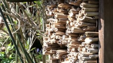 Vahşi arılar, yalnız yabanarıları korumak için böcek otelinin önünde uçuyorlar. Osmia bicornis arıları.