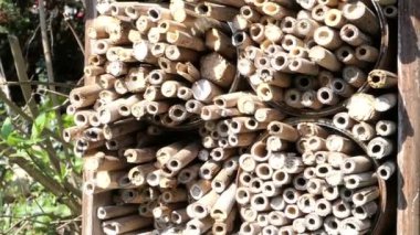 Vahşi arılar, yalnız yabanarıları korumak için böcek otelinin önünde uçuyorlar. Osmia bicornis arıları.