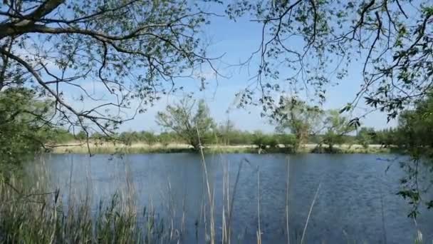 春の川の風景を持っています 海岸の柳の木ドイツのナがりな地域 — ストック動画