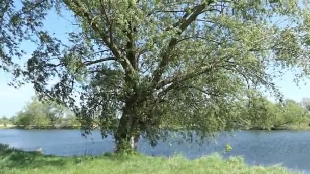 Paesaggio Fluviale Havel Primavera Salici Sulla Riva Regione Havelland Germania — Video Stock