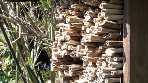 Abejas Silvestres Volando Frente Hotel Insectos Para Proteger Las Abejas — Vídeo de stock