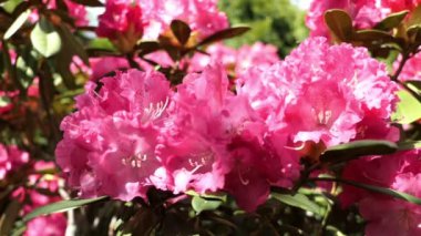 ilkbaharda pembe rhododendron çalı çiçeği. çiçek başından çiçek kafaya uçan arılar.