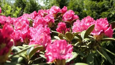 ilkbaharda pembe rhododendron çalı çiçeği. çiçek başından çiçek kafaya uçan arılar.