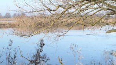 Brandenburg (Almanya) Havel nehir manzara. Coypu nehir boyunca yüzme.