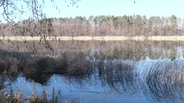브란덴부르크 호수의 울젠제 주변의 나무에 나뭇잎이 — 비디오