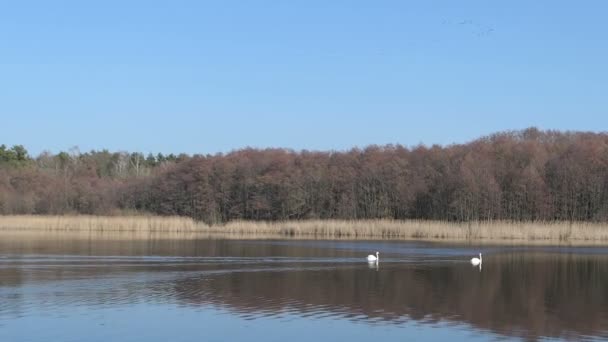 勃兰登堡湖的景观名称沃尔森湖 一对天鹅四处游荡 成群的鹤鸟在天空 湖边的森林 树上没有叶子 — 图库视频影像
