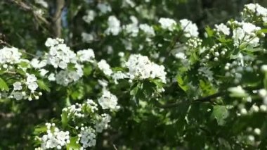 Beyaz şahin (Crataegus) ilkbaharda çiçek açar.