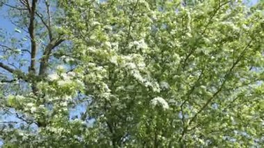 Beyaz şahin (Crataegus) ilkbaharda çiçek açar.