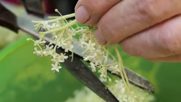 准备老浆果花头 使果酱 在碗里砍掉花头 — 图库视频影像