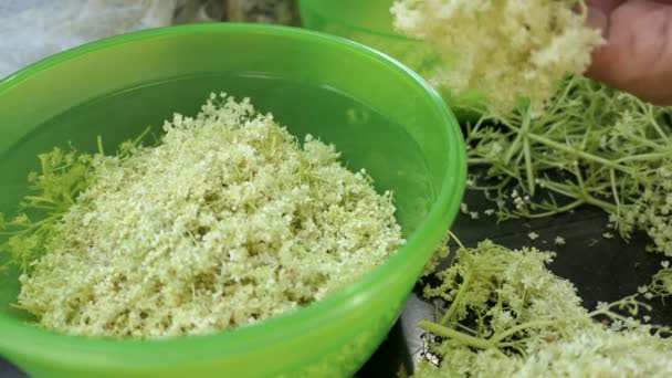 Prepare Elder Berry Flower Heads Making Jam Cutting Flower Heads — Stock Video