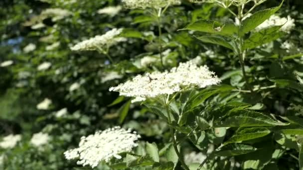 Elder Tree Blossom Nature Summer Time — Stock Video