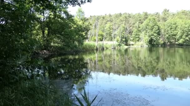 夏の湖の風景 ドイツのナりきルランドの田舎 — ストック動画