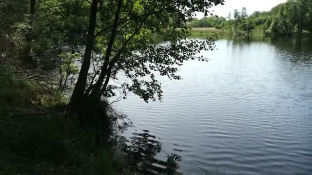 夏季的湖景 德国哈尔兰的乡村 — 图库视频影像
