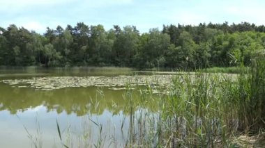 Havelland Almanya 'da göl isimleri Trintsee. Etrafında Reed ve orman ile yaz zamanında peyzaj.