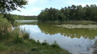 Havelland Almanya 'da göl isimleri Trintsee. Etrafında Reed ve orman ile yaz zamanında peyzaj.