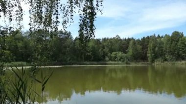 Havelland Almanya 'da göl isimleri Trintsee. Etrafında Reed ve orman ile yaz zamanında peyzaj.