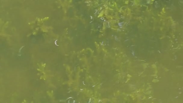 Planta Agua Hornwort Lago Brandenburg Alemania — Vídeo de stock