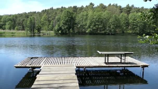 Lac Trintsee Noms Havelland Allemagne Paysage Été Avec Roseau Forêt — Video