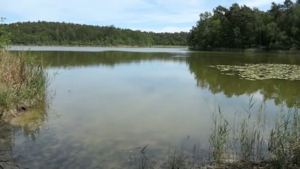 Lake Nomeia Trintsee Havelland Alemanha Paisagem Hora Verão Com Junco — Vídeo de Stock