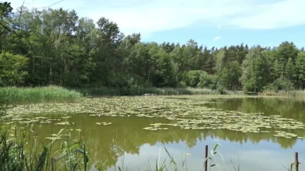 Lake Nomeia Trintsee Havelland Alemanha Paisagem Hora Verão Com Junco — Vídeo de Stock