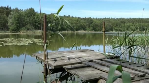 Lake Nombra Trintsee Havelland Alemania Paisaje Verano Con Caña Bosque — Vídeo de stock