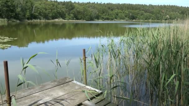 湖名特林特西在哈尔兰德国 夏季的风景 周围有芦荟和森林 — 图库视频影像