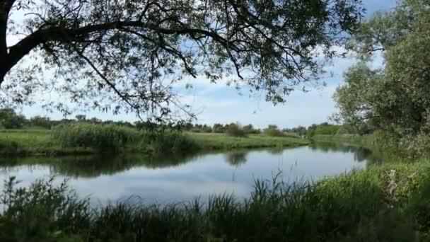 ドイツのブランデンブルク地区のヴェルランドの河岸の風景 夏だ柳の木々と牧草地 — ストック動画