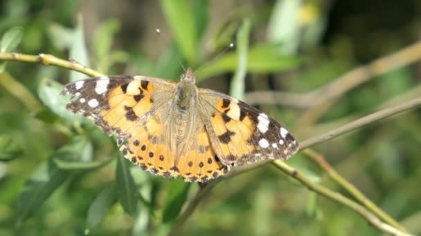 Painted Lady Butterfly Vanessa Cardui Sitting Leave Flying Away — Stock Video