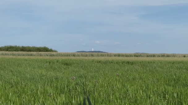 roseau et fleurs dans le marécage du lac Guelpe à Havelland (Allemagne). Tour de télévision de la ville Rhinow en arrière-plan .