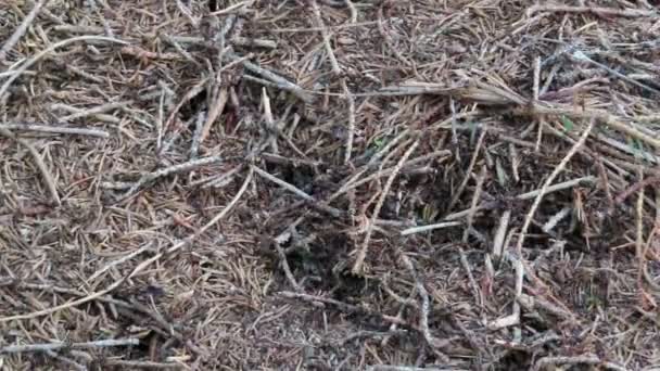 Bois Fourmis Colline Autriche Fourmis Promenant Avec Des Aiguilles Petites — Video