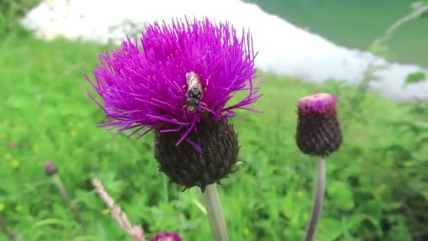 オーストリアのピンクのアザミの花に野生の孤独な蜂 — ストック動画