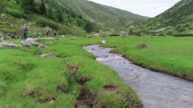 Schlegeis, Tirol/Avusturya Temmuz 8 2019: Alpenrose (Rhododendron ferrugineum) içinde Bloom Schlegeis Vadisi Tirol Avusturya. Yürüyüşçüler Italya 'ya doğru yolda arka planda geçen.