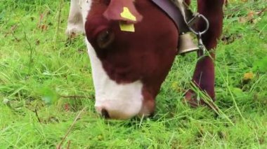 Wimmertal, Tirol/Avusturya-Temmuz 09 2019: bir çayır üzerinde işaretler kazanmak ile kahverengi beyaz inekler sürüsü. Tirol Avusturya 'da tarım arazisi.