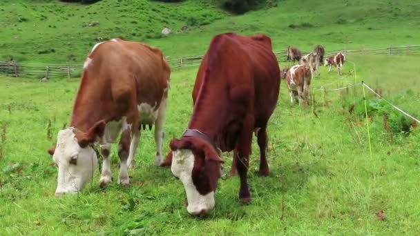 草地上的棕色白牛群 蒂罗尔奥地利的农田在维默塔尔山谷 — 图库视频影像