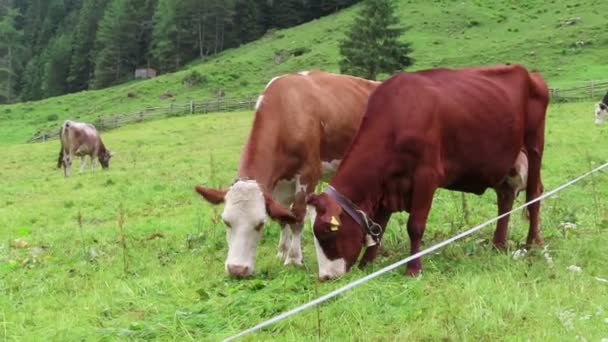 ウィマータール チロル オーストリア 2019 草原に茶色の白い牛の群れ チロルオーストリアの農地 ウィマータール渓谷沿いのハイキング ヨーロッパアルプス — ストック動画