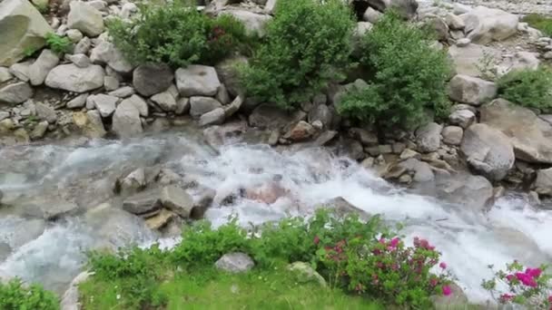 Alpenrose Ροδοντενθίδιο Φερρουζινίνεο Ανθίζει Στην Κοιλάδα Του Σλέινγκση Τιρόλο Στην — Αρχείο Βίντεο