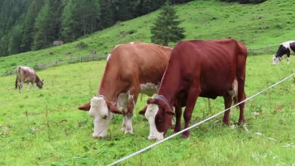 草地上的棕色白牛群 蒂罗尔奥地利的农田在维默塔尔山谷 — 图库视频影像