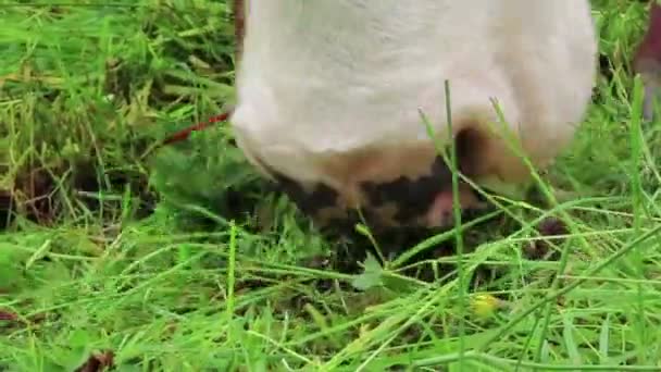 草原に茶色の白い牛の群れ ウィマータール渓谷のチロルオーストリアの農地 — ストック動画