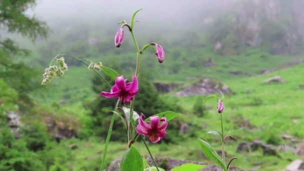 Martagon Lily Lilium Martagon High Tauern Mountains Tirol Austrian Виммерталь — стоковое видео