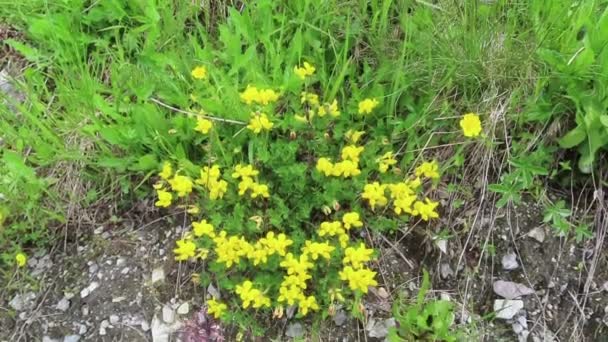 Macro Birds Foot Trefoil Cloverin European Alps — Stock Video