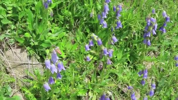 Wiese Voller Bärtiger Glockenblumen Vollbild — Stockvideo