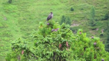 Benekli fındıkkıran (Nucifraga caryocatactes) Bir Avusturya taş çam ağacı üzerinde. Tirol Krummbachtal vadisi.