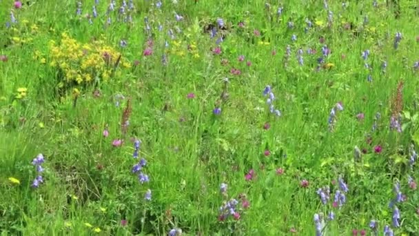 Wiese Voller Bärtiger Glockenblumen Vollbild — Stockvideo