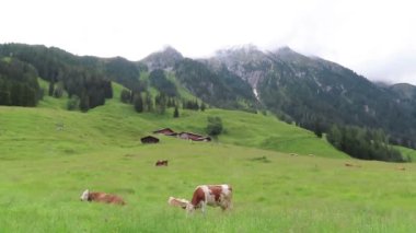 Tirol Avusturya Zillertal vadisinde çayırda otlatma inekler.