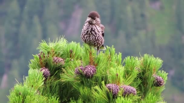 Пятнистая Орехоглазка Nucifraga Caryocatactes Птица Альпийских Горах Сидя Австрийской Каменной — стоковое видео