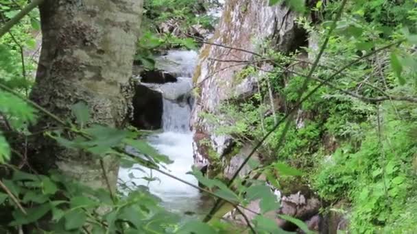 Cascade au ruisseau Krummbach qui traverse les Alpes autrichiennes dans la vallée du Zillertal. Taureau élevé .