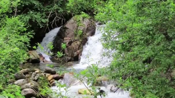 Cascade au ruisseau Krummbach qui traverse les Alpes autrichiennes dans la vallée du Zillertal. Taureau élevé .